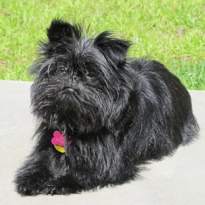Buy Affenpinscher in Nashik