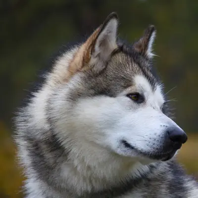 Buy Alaskan Malamute in Nashik