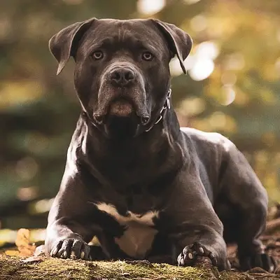 Buy American Bully in Nashik