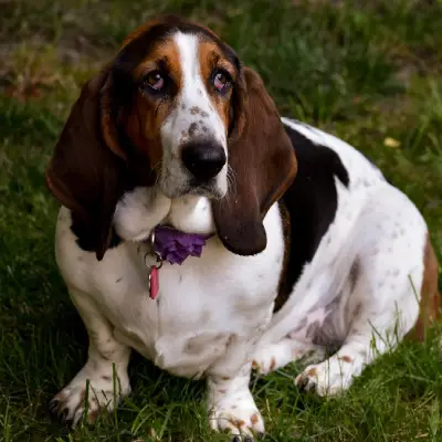 Buy Basset Hound in Nashik
