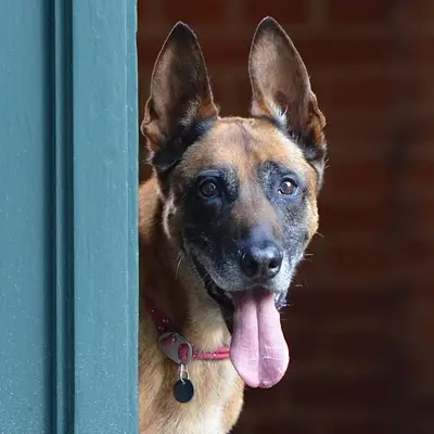 Buy Belgian Malinois in Nashik