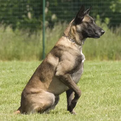Buy Belgian Shepherd in Nashik