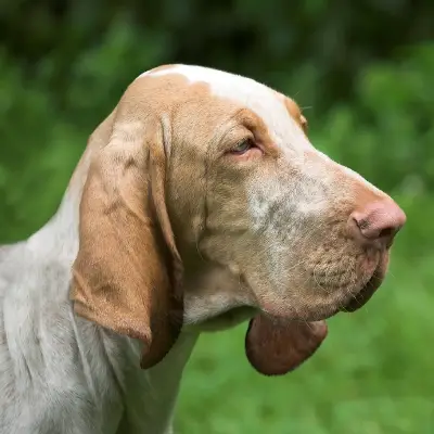 Buy Bloodhound in Nashik