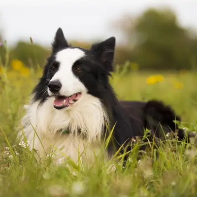 Buy Border Collie in Nashik