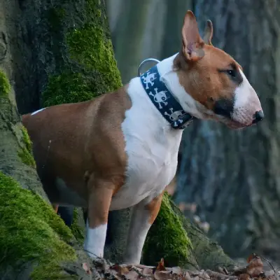 Buy Bull Terrier in Nashik