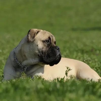 Buy Bull mastiff in Nashik