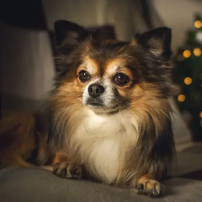 Buy Chihuahua in Nashik