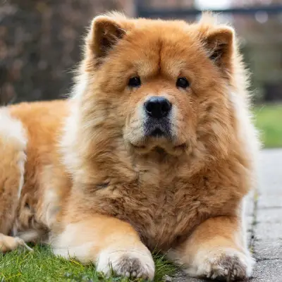 Buy Chow Chow in Nashik