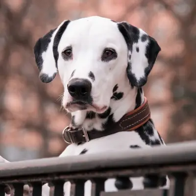 Buy Dalmatian in Nashik