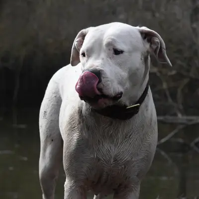 Buy Dogo Argentino in Nashik