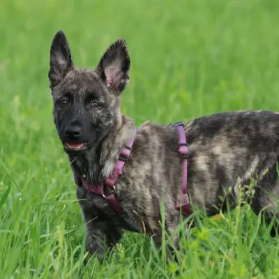 Buy Dutch Shepherd in Nashik