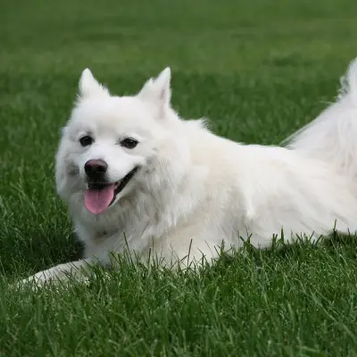 Buy American Eskimo in Nashik