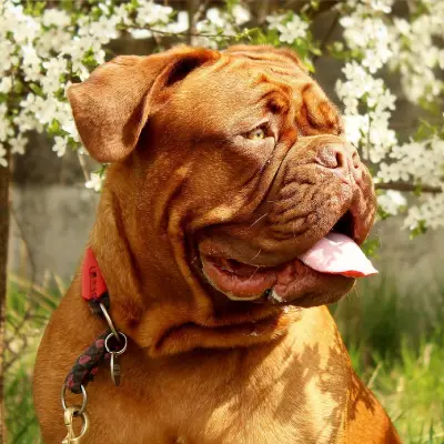 Buy French Mastiff in Nashik