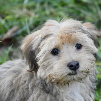 Buy Havanese in Nashik
