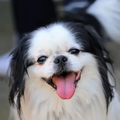 Buy Japanese Chin in Nashik
