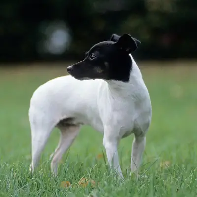Buy Japanese Terrier in Nashik