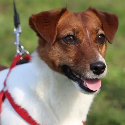 Buy Jack Russell Terrier in Nashik