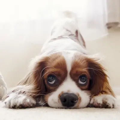 Buy Cavalier King Charles Spaniel in Nashik