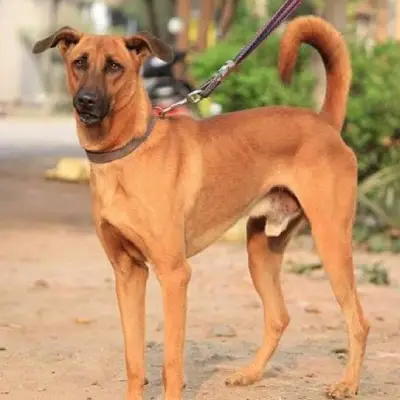Buy Kombai in Nashik