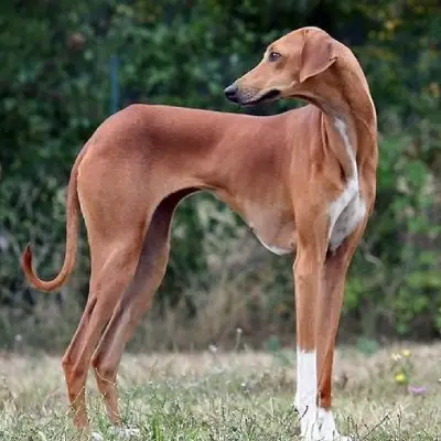 Buy Rampur Hound in Nashik