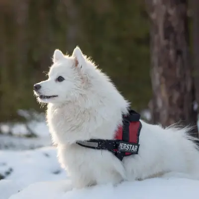 Buy Samoyed in Nashik