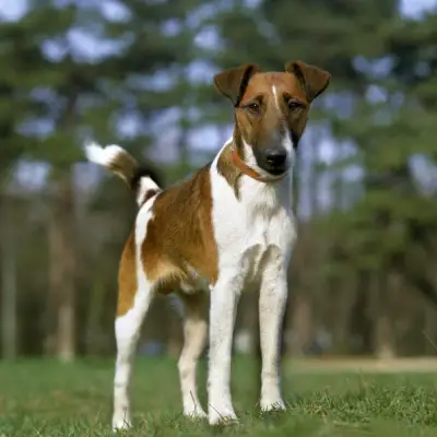 Buy Smooth Fox Terrier in Nashik
