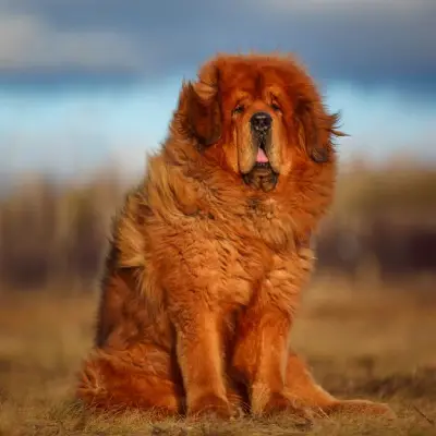Buy Tibetan Mastiff in Nashik