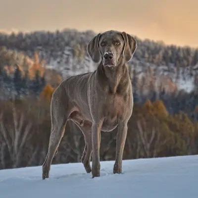 Buy Weimaraner in Nashik