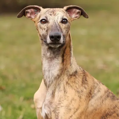 Buy Whippet in Nashik
