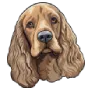 Buy Cocker Spaniel Online