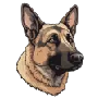 Buy German Shepherd Online