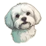Buy Maltese Online