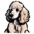 Buy Toy Poodle Online
