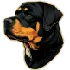 Buy Rottweiler Online