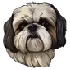 Buy Shih Tzu Online