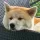 Akita Dog breed Information