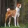 Basenji Dog breed Information