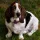 Basset Hound Dog breed Information