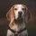 Beagle Dog breed Information