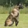 Belgian Shepherd Dog breed Information