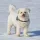 Bichon Frise Dog breed Information