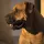 Boerboel Dog breed Information