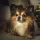 Chihuahua Dog breed Information