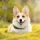 Corgi Dog breed Information