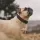 French Bulldog Dog breed Information
