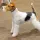 Fox Terrier Dog breed Information