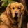 Golden Retriever Dog breed Information