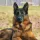 German Shepherd Dog breed Information