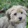 Havanese Dog breed Information