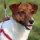 Jack Russell Terrier Dog breed Information